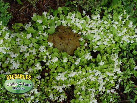 Linaria lobatus White Toadflax